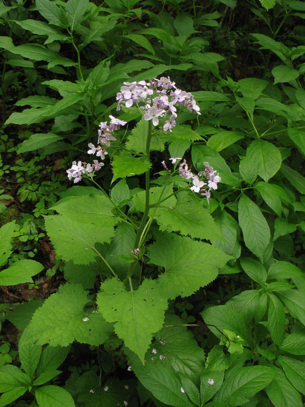 Изображение особи Lunaria rediviva.