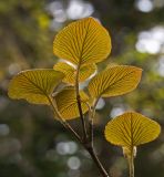 Viburnum furcatum. Ветвь с молодыми листьями. Южный Сахалин, Долинский р-н, р. Пуховая. 06.06.2011.