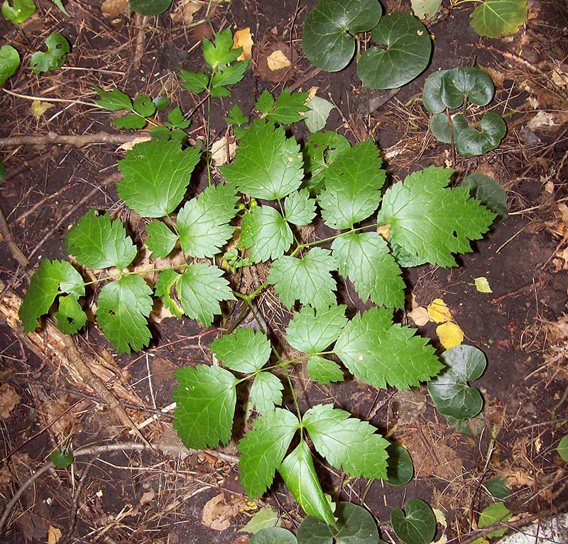 Image of Actaea spicata specimen.