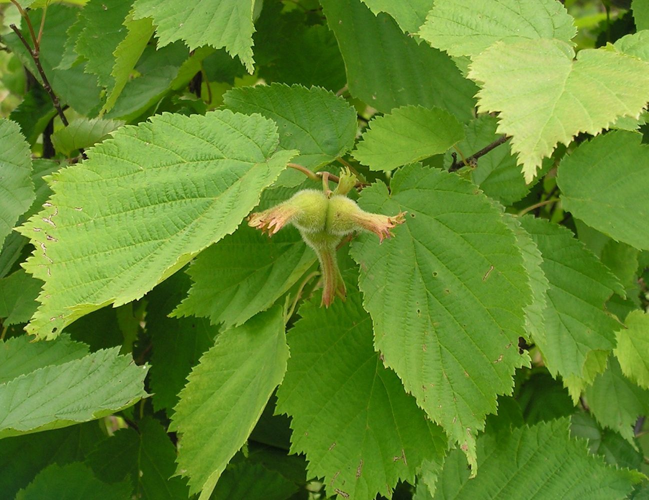 Орешник лист лещина Беловодье