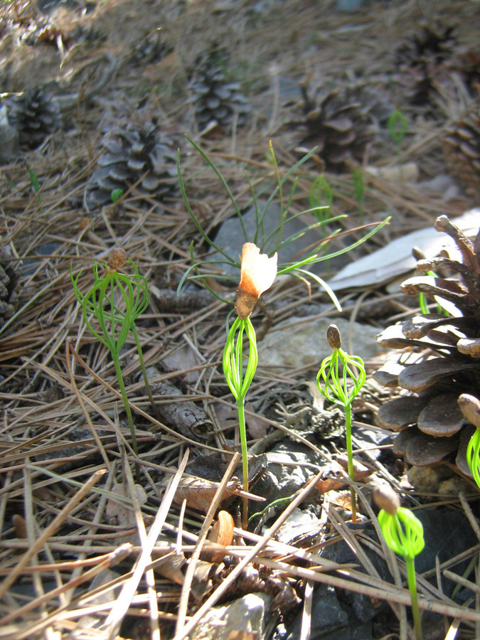 Image of Pinus pallasiana specimen.