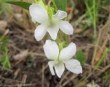 Viola stagnina