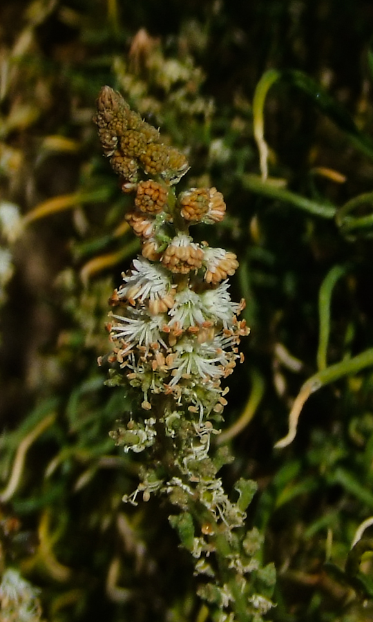 Image of Reseda muricata specimen.