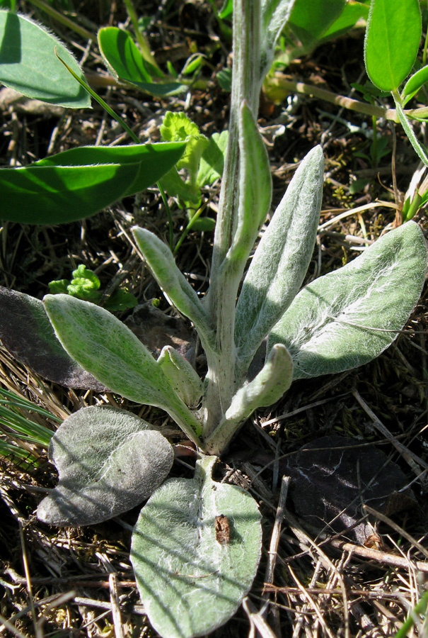 Image of Tephroseris jailicola specimen.