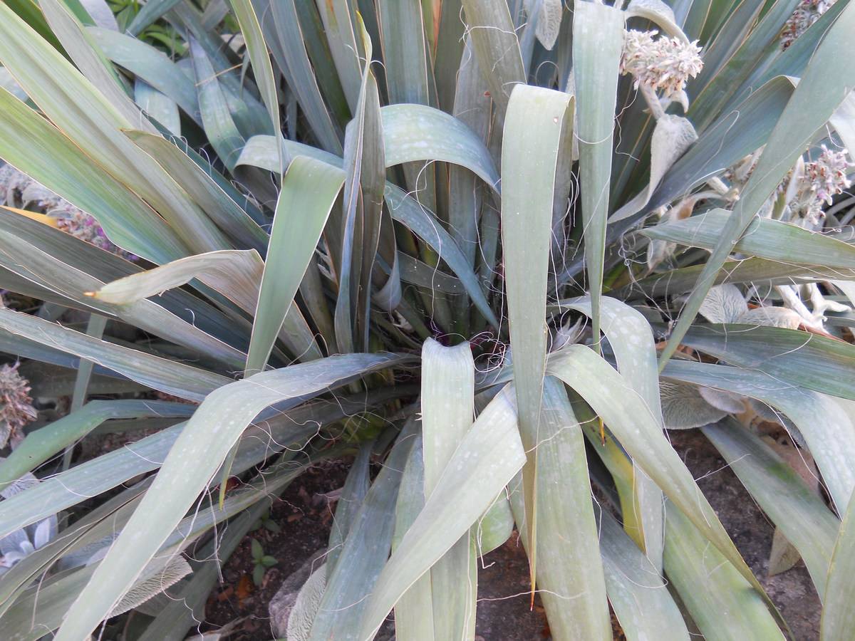 Image of Yucca filamentosa specimen.