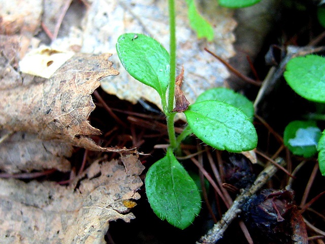 Изображение особи Linnaea borealis.