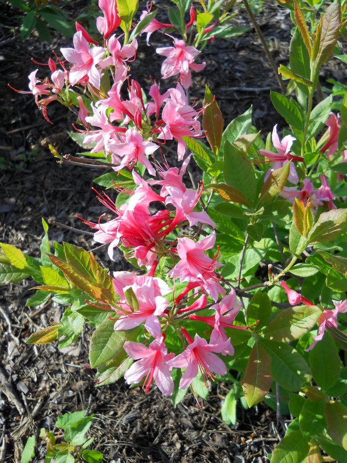 Изображение особи род Rhododendron.