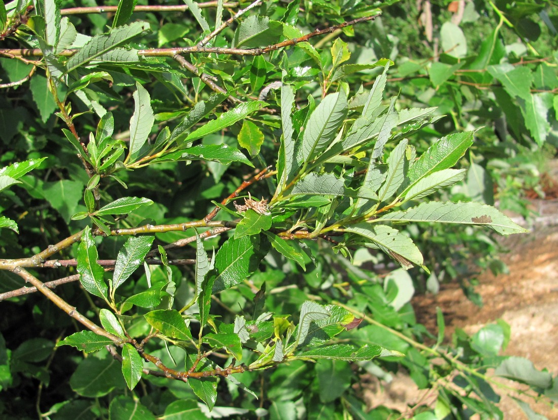 Image of Salix &times; tetrapla specimen.