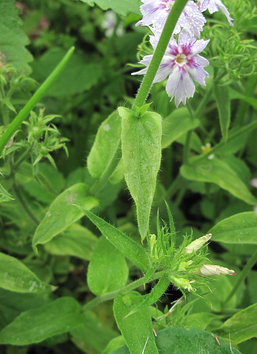 Изображение особи Phlox drummondii.