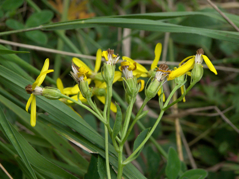 Image of Senecio propinquus specimen.