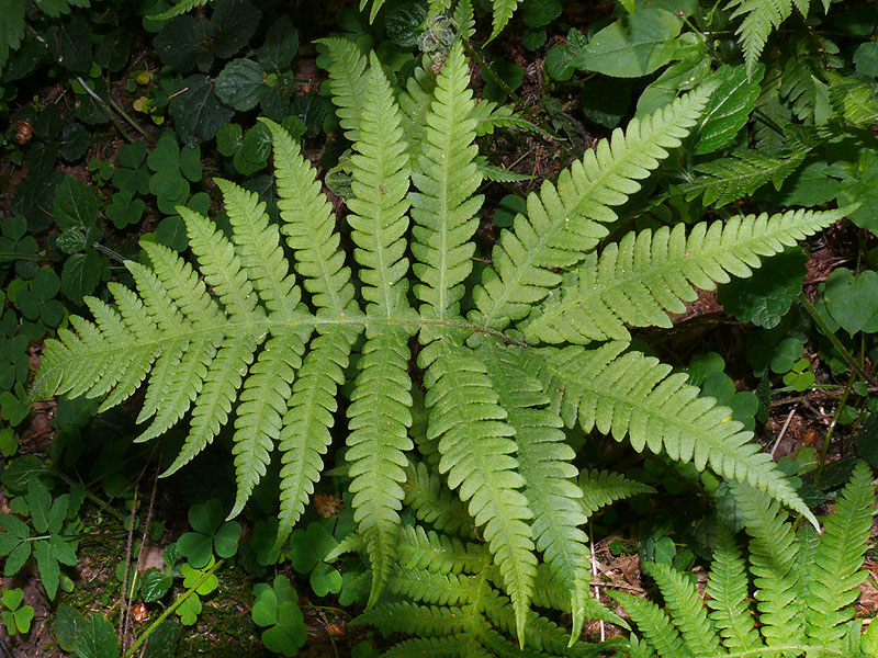 Image of Phegopteris connectilis specimen.