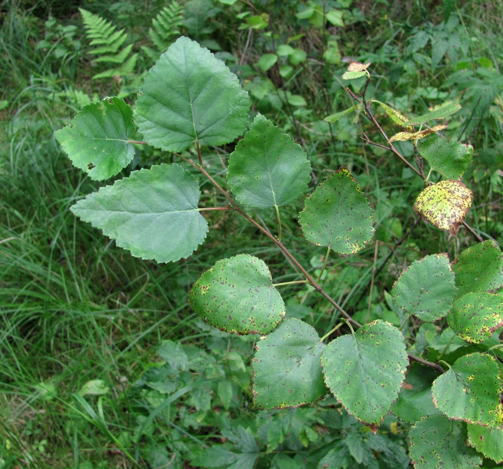 Изображение особи Betula pubescens.