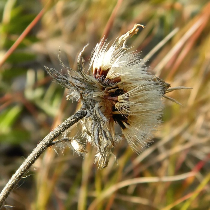 Изображение особи род Hieracium.