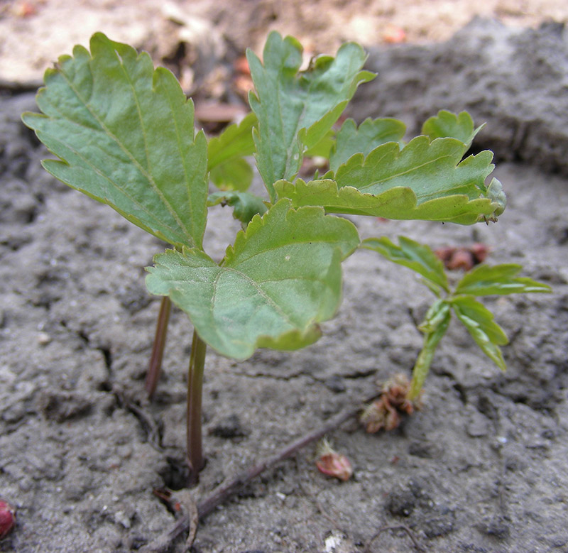 Image of Cardamine bulbifera specimen.