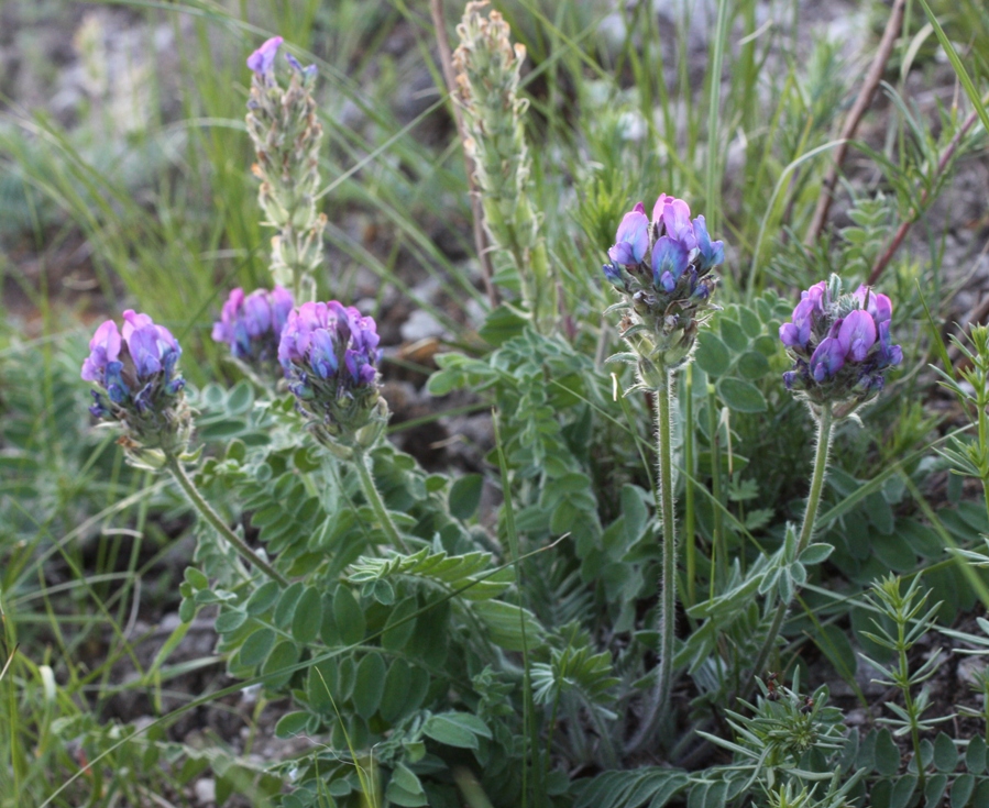 Image of Oxytropis kungurensis specimen.