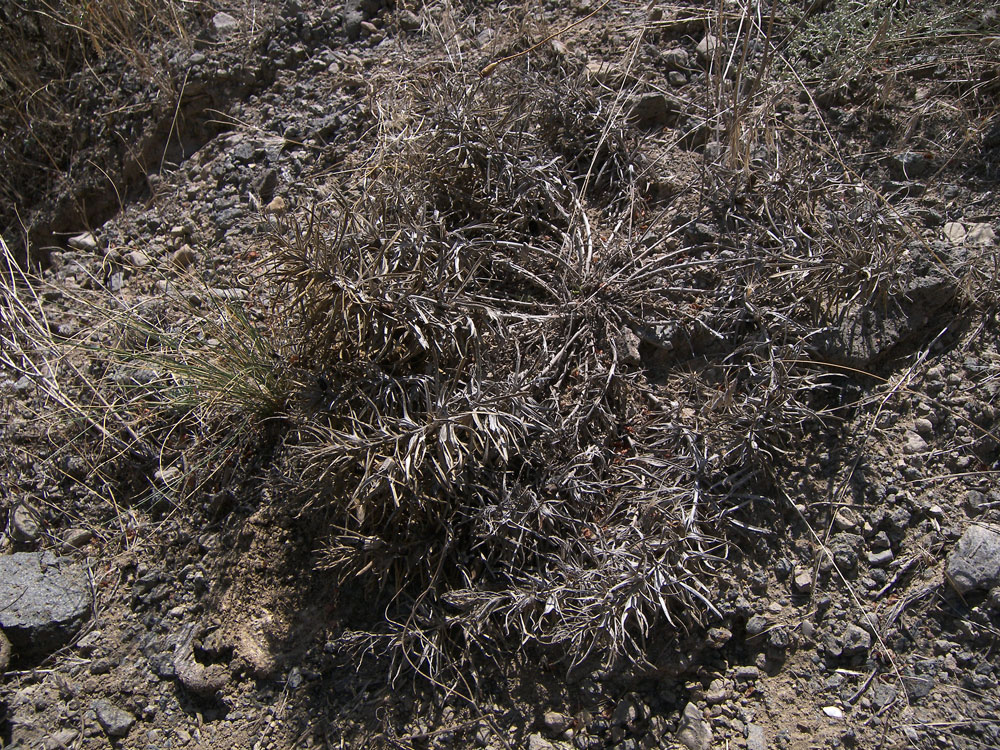 Image of Bungea trifida specimen.