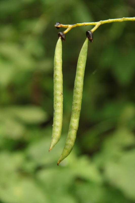 Image of Lathyrus davidii specimen.