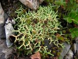 Selaginella borealis. Растение на каменистом склоне в сообществе с Saxifraga bronchialis. Хабаровский край, Ванинский р-н, гольцовая зона горы Бестак. 06.07.2008.