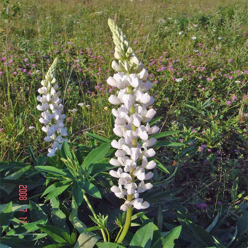 Изображение особи Lupinus &times; regalis.