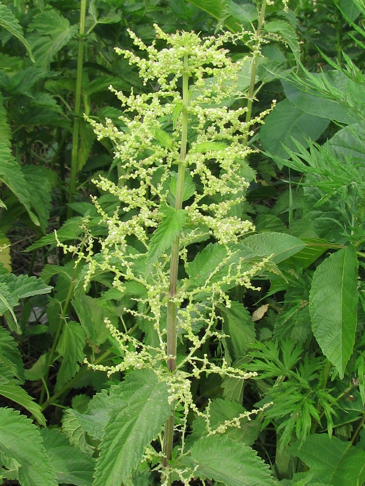 Image of Urtica dioica specimen.