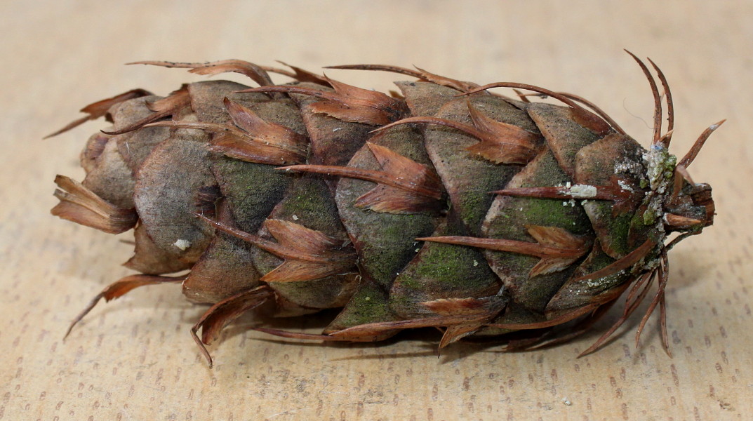 Изображение особи Pseudotsuga menziesii.