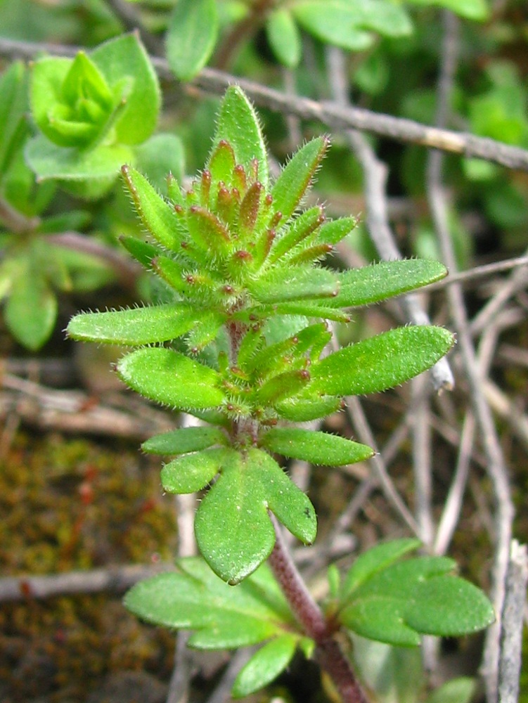 Image of Veronica verna specimen.