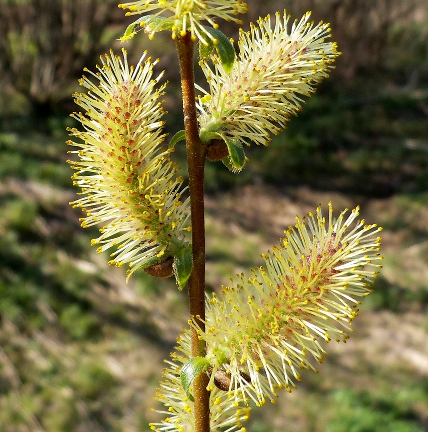 Image of Salix hexandra specimen.