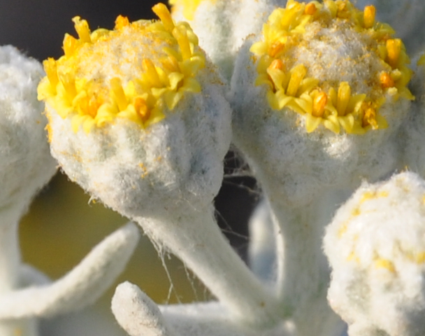 Изображение особи Otanthus maritimus.