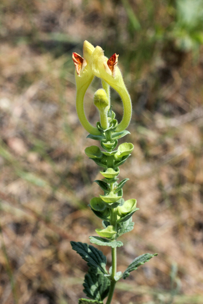 Image of Scutellaria microdasys specimen.