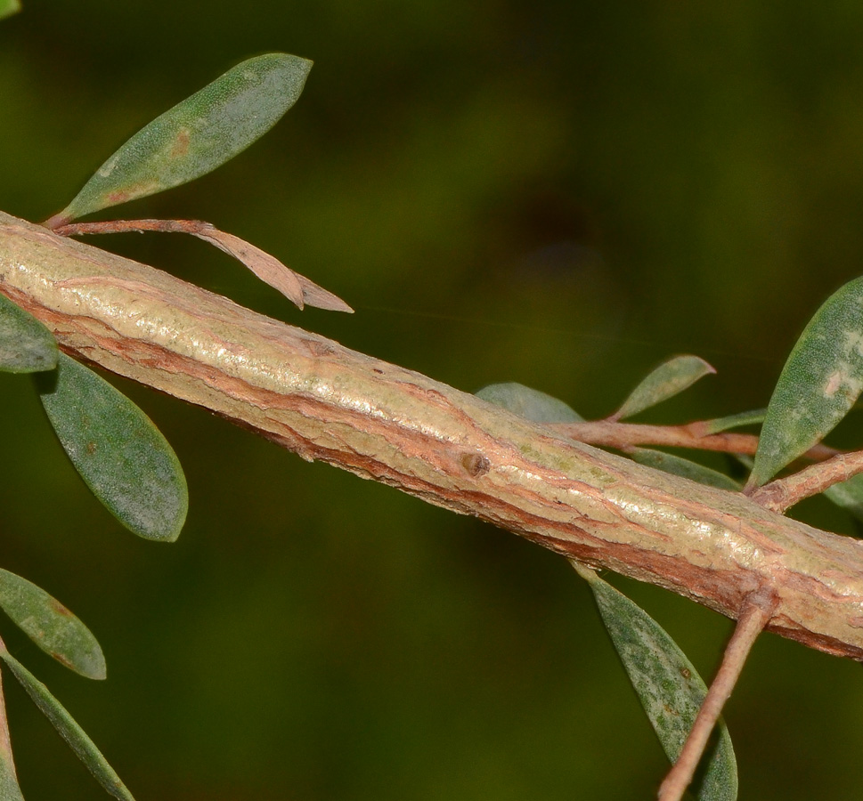 Изображение особи Melaleuca nesophila.