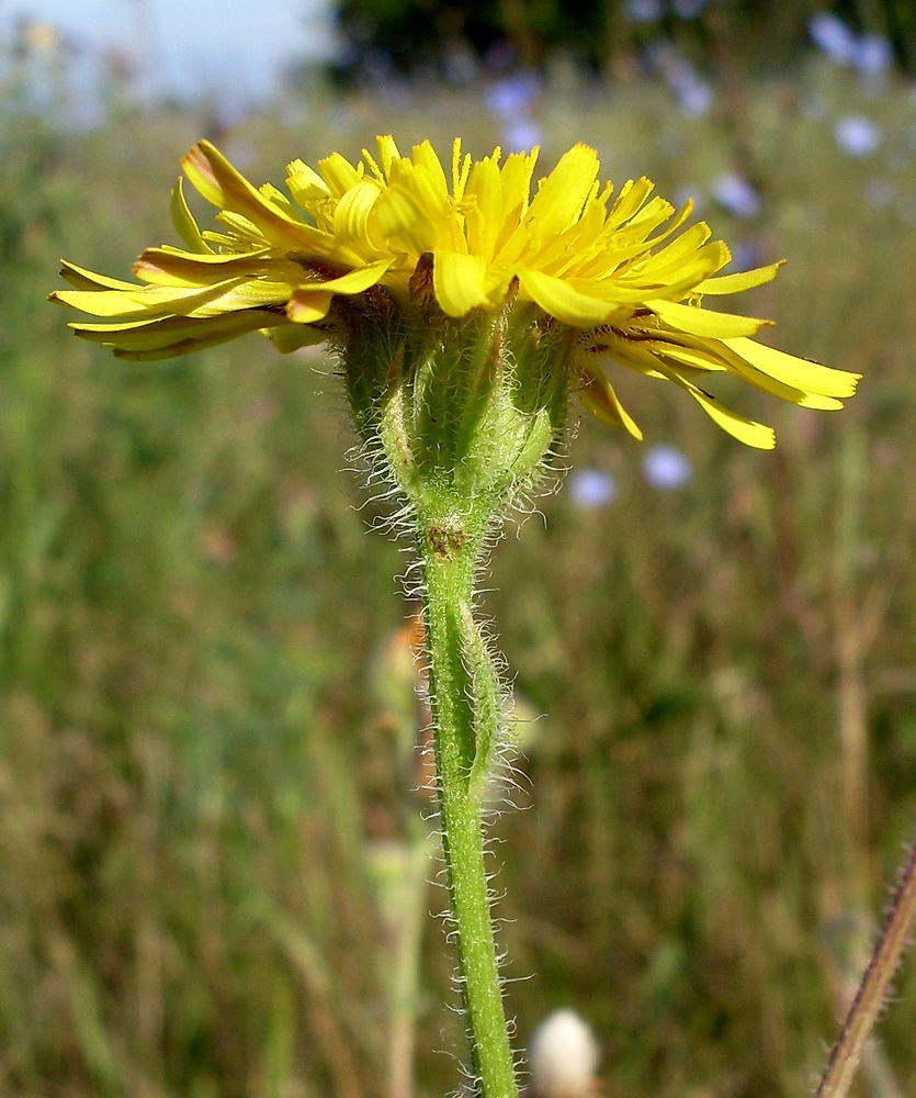 Изображение особи Crepis rhoeadifolia.