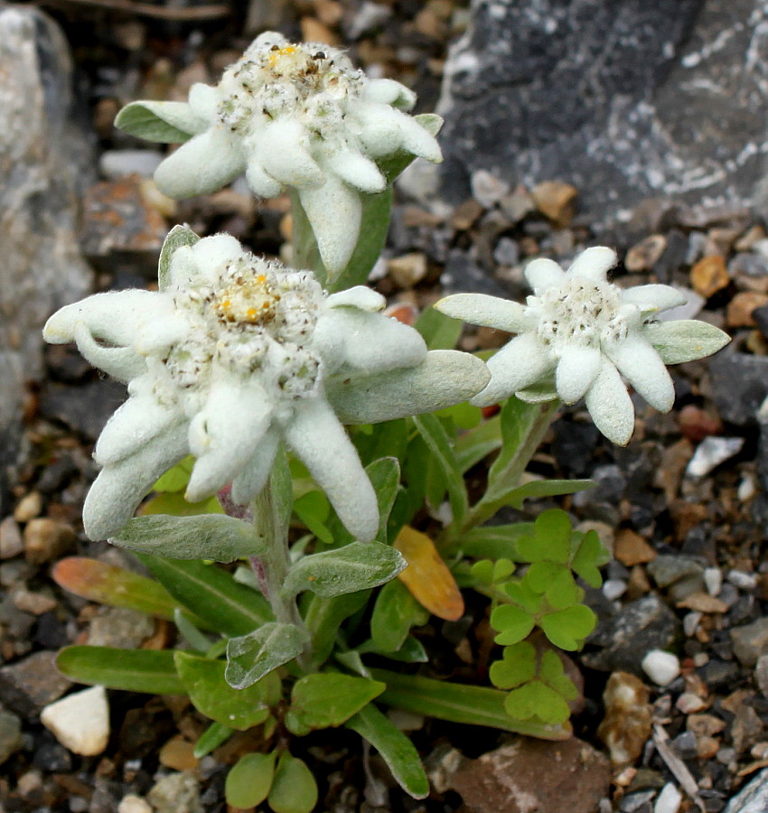 Image of Leontopodium nivale ssp. alpinum specimen.