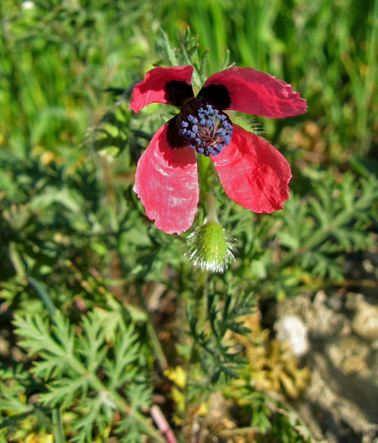 Image of Papaver hybridum specimen.