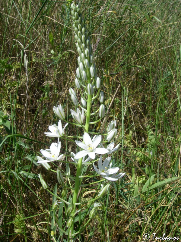 Image of Ornithogalum ponticum specimen.