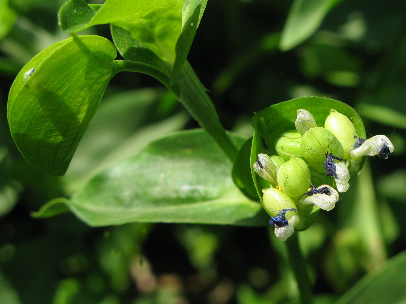 Изображение особи Commelina communis.