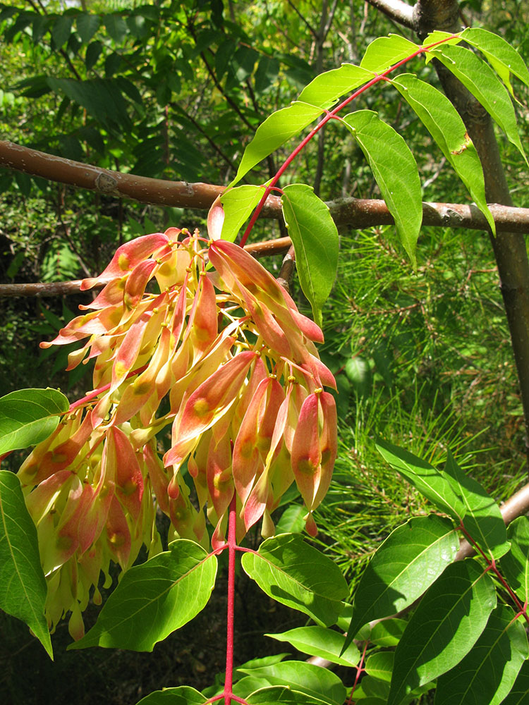 Изображение особи Ailanthus altissima.