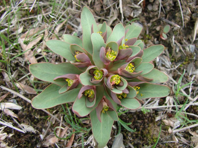 Image of Euphorbia rapulum specimen.