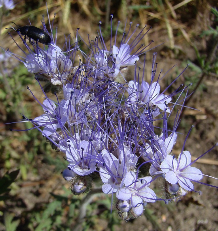 Image of Phacelia tanacetifolia specimen.