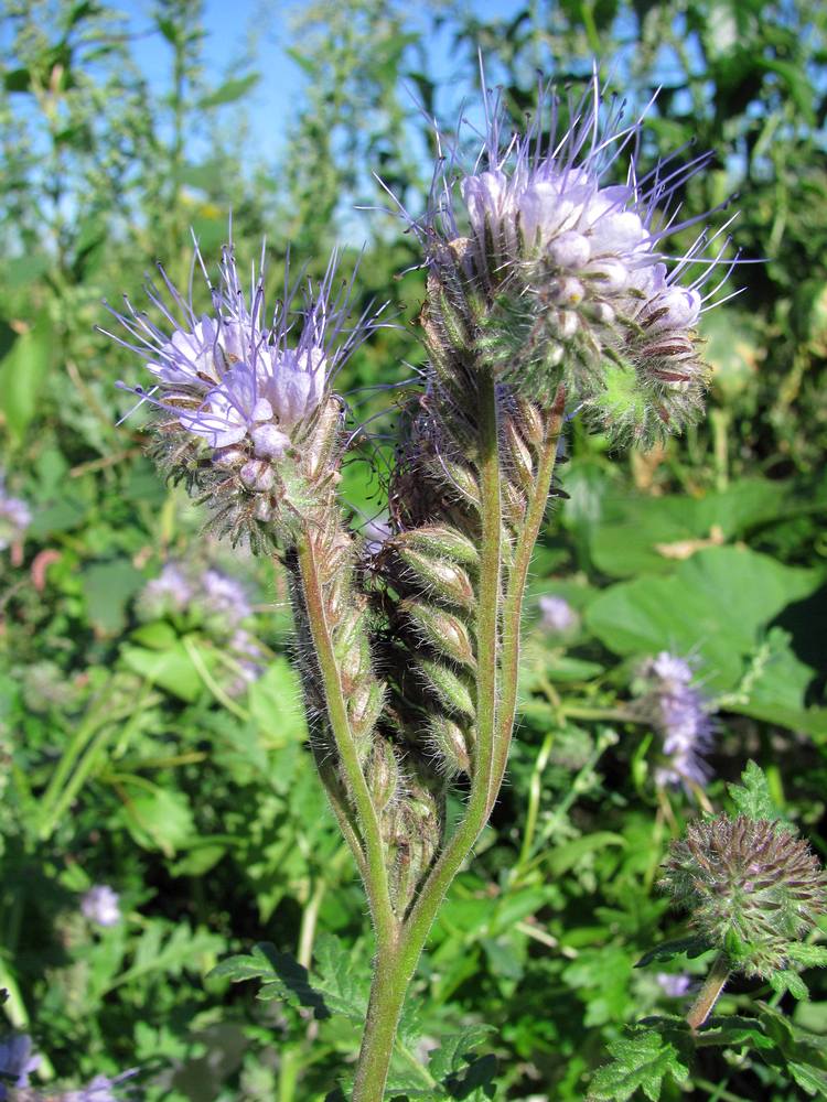 Image of Phacelia tanacetifolia specimen.