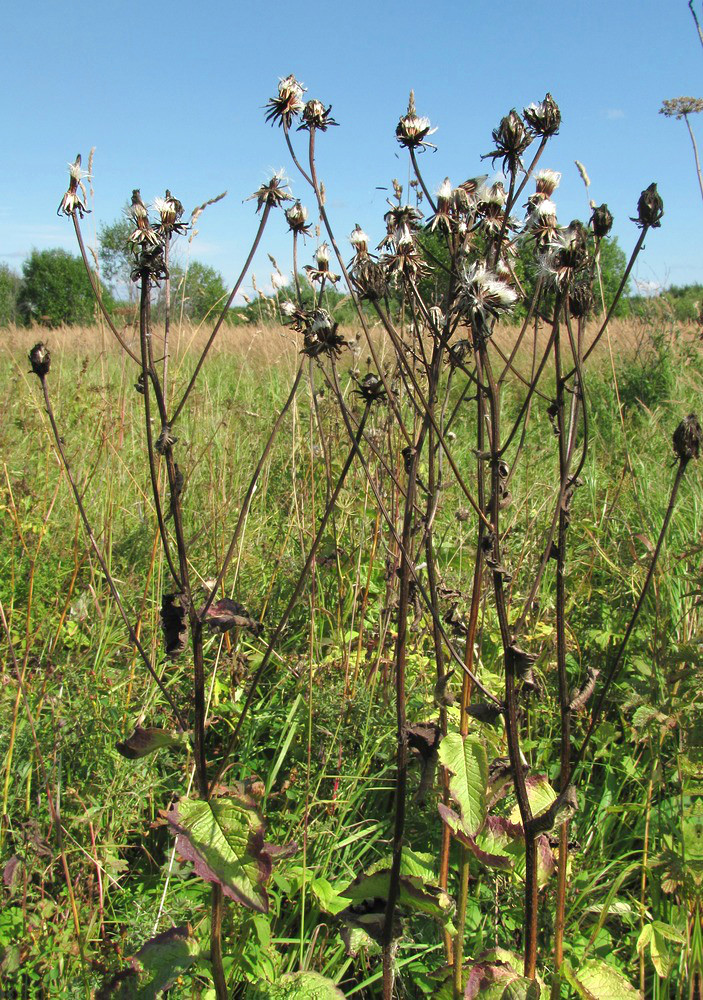 Image of Crepis sibirica specimen.