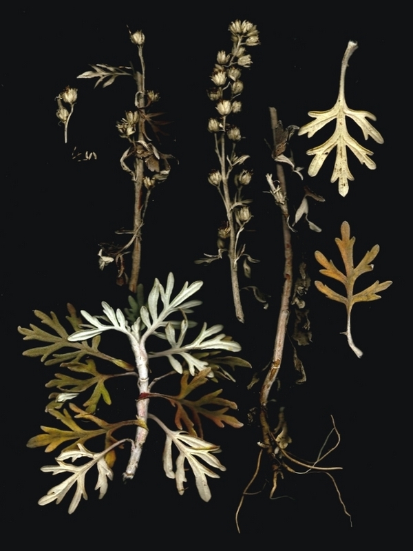 Image of Artemisia stelleriana specimen.