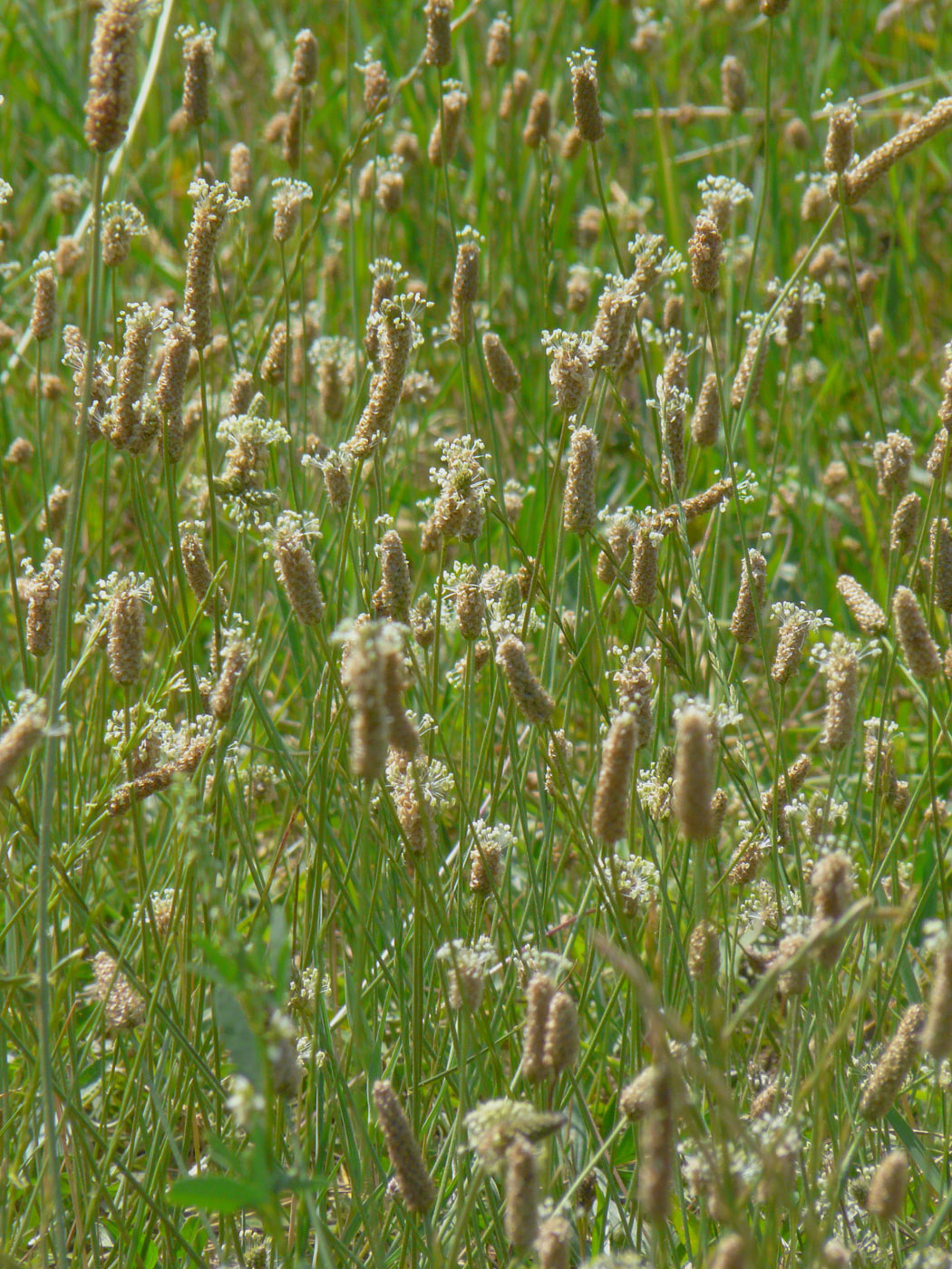 Image of Plantago lanceolata specimen.