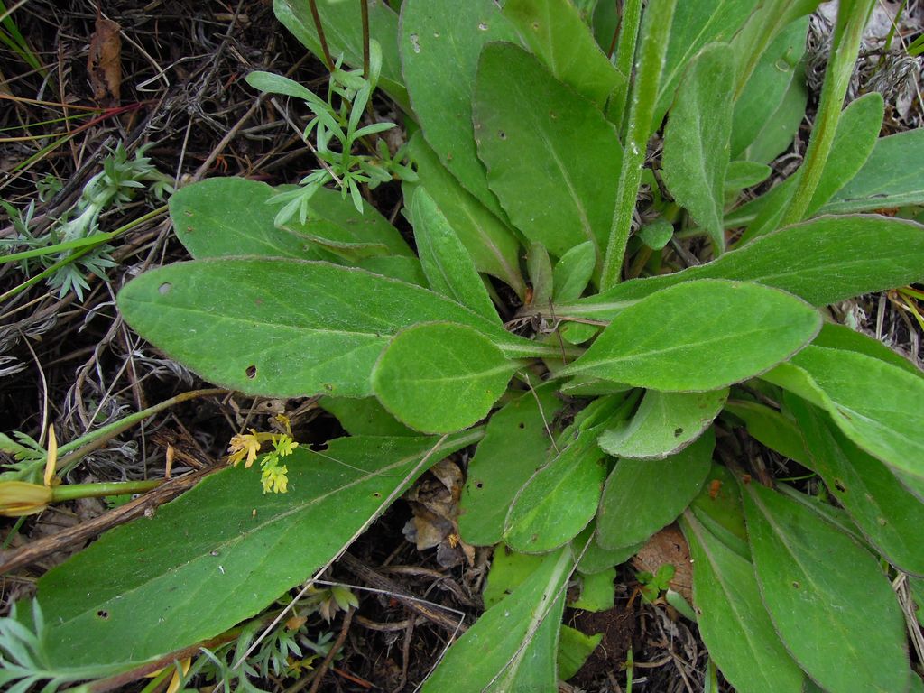 Изображение особи Tephroseris porphyrantha.