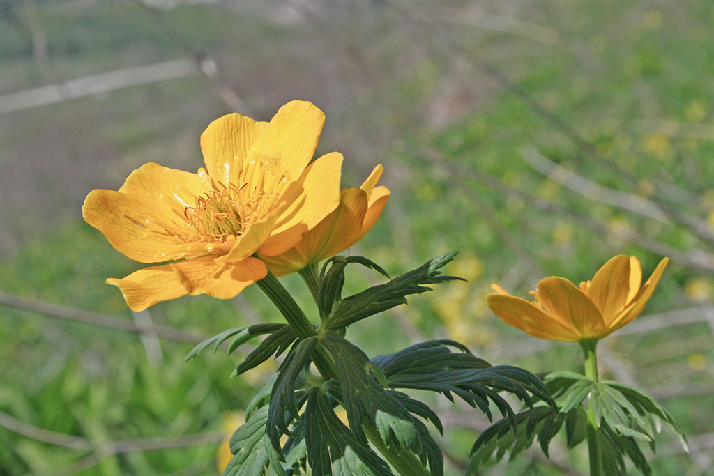 Изображение особи Trollius ranunculinus.