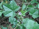 Malva verticillata variety neuroloma. Побег с цветками и листьями. Иркутская обл., окр. Иркутска. 16.08.2013.