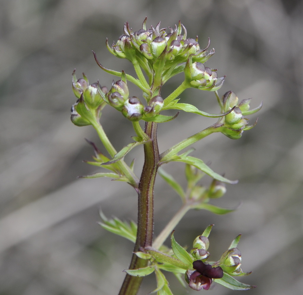 Image of Scrophularia lucida specimen.