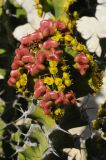 Euphorbia grandicornis. Верхушка цветущего побега с завязавшимися плодами. США, Калифорния, Санта-Барбара, возле Старой Миссии. 18.02.2014.