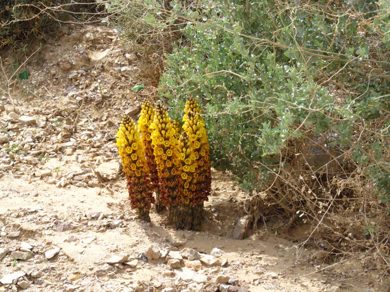 Image of Cistanche tubulosa specimen.