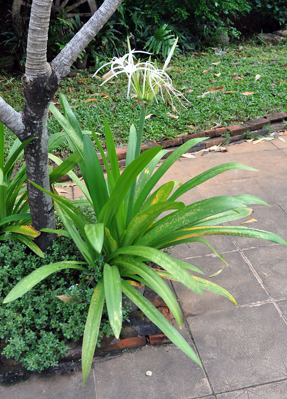 Image of Hymenocallis speciosa specimen.