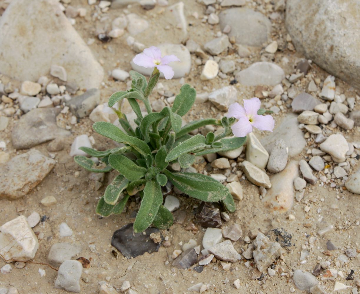 Image of Matthiola longipetala specimen.